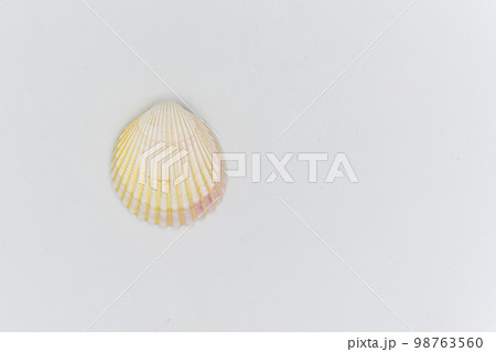 Sea shell , isolated on white background 98763560
