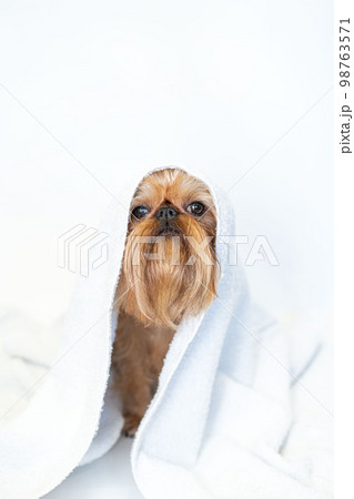 cute dog brussels griffon with white towel close up on white background cute dog brussels griffon with white towel close up on white background 98763571