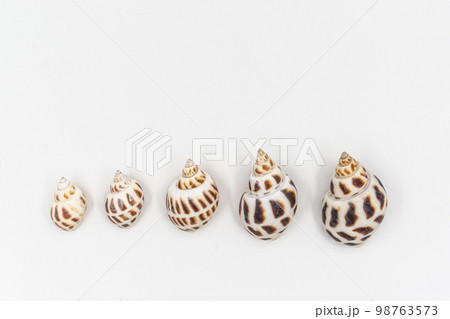 Isolated shells with white Background. 98763573