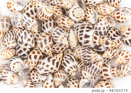 set of clam mollusc shells isolated on white background 98763574