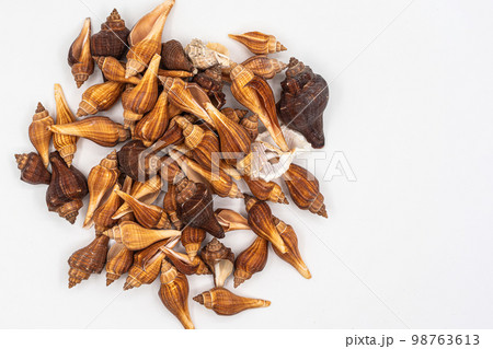 set of clam mollusc shells isolated on white background 98763613