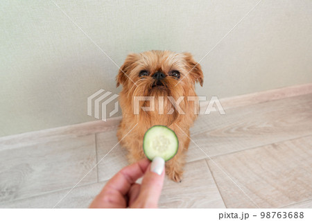 The owner feeds the Brussels Griffon dog with a cucumber 98763688