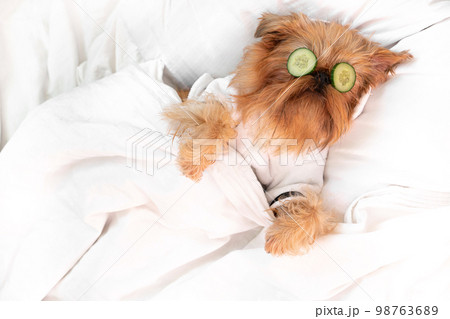 dog red brussels griffon, rested from spa treatments on the face with cucumber, covered with a blanket, in a bathrobe dog red brussels griffon, rested from spa treatments on the face with cucumber, covered with a blanket, in a bathrobe 98763689
