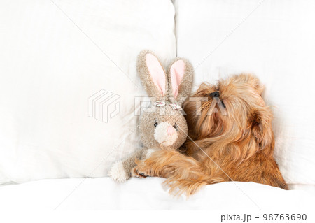 Cute dog sleeps in bed with a fluffy toy hare, top view. Brussels griffon resting at home in a clean white bedroom Cute dog sleeps in bed with a fluffy toy hare, top view. Brussels griffon resting at home in a clean white bedroom 98763690