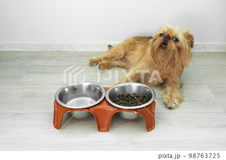 The Brussels Griffon lies on the floor next to a bowl of dry food and water 98763725
