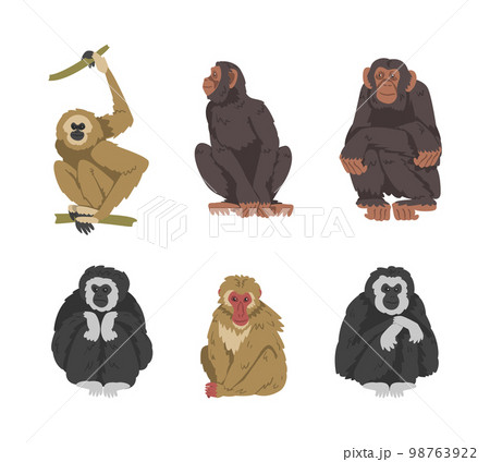 Monkey as Arboreal Primate and Simian Mammal Vector Set 98763922