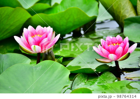 睡蓮 98764314