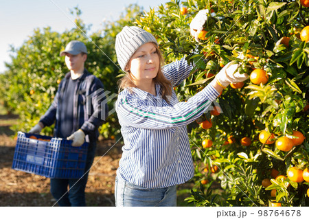 Concentrated farmer girl plucks tangerines from a tree Concentrated farmer girl plucks tangerines from a tree 98764678