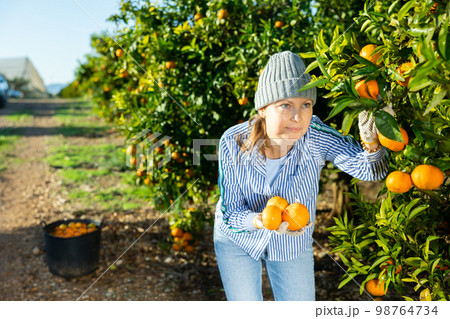 Concentrated farmer girl plucks tangerines from a tree 98764734