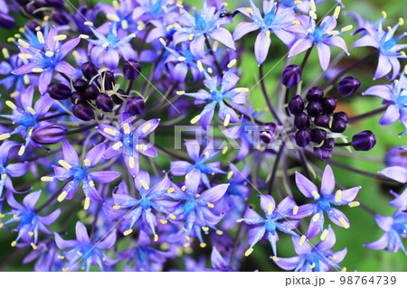 シラーベルビアナのアップ シラーベルビアナのアップ 98764739