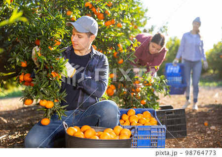 Three farmers pluck tangerines from trees and put the harvest in buckets and crates Three farmers pluck tangerines from trees and put the harvest in buckets and crates 98764773