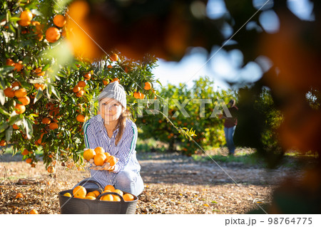 Young woman farmer plucks tangerines, putting fruit in a busket Young woman farmer plucks tangerines, putting fruit in a busket 98764775