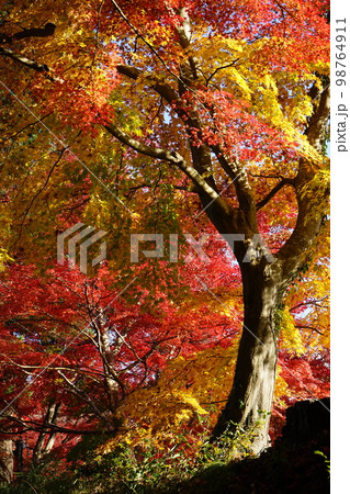 世界遺産中尊寺 98764911