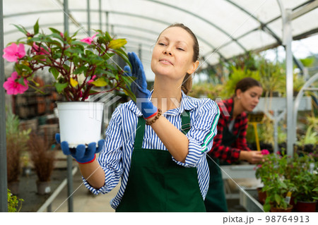 Smiling female gardener arranging potted Guineana for market and wearing greenhouse uniform Smiling female gardener arranging potted Guineana for market and wearing greenhouse uniform 98764913