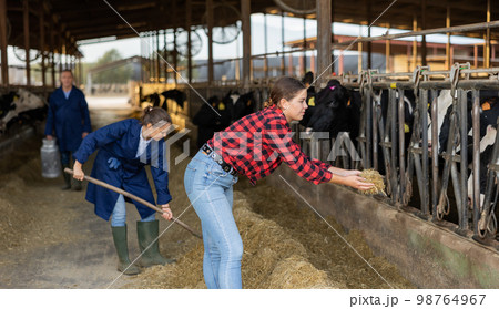 Young female farmer hand feeding cattle with haylage in cowshed 98764967
