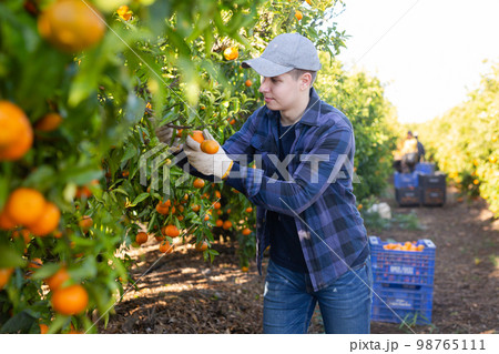 Skilled young man farmer employee in plaid shirt harvesting fresh tangerines during work on farm during daytime Skilled young man farmer employee in plaid shirt harvesting fresh tangerines during work on farm during daytime 98765111