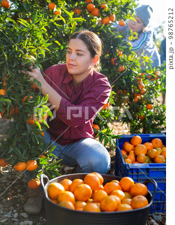 Female hired employee harvesting tangerines in garden 98765212