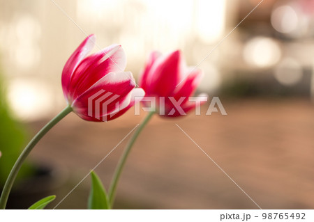 チューリップの花 春のイメージ チューリップの花 春のイメージ 98765492