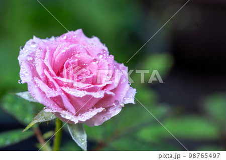 バラの花　屋外撮影 98765497