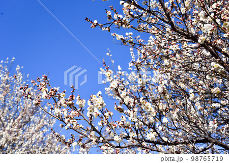青空と梅の花　白梅 98765719