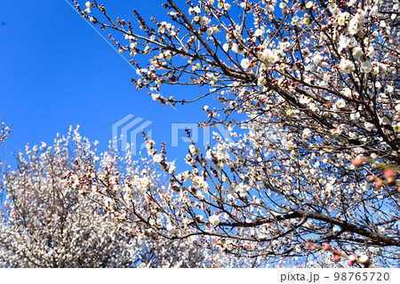 青空と梅の花　白梅 98765720