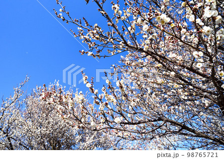 青空と梅の花　白梅 98765721