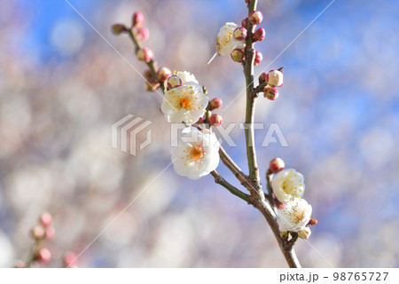 青空と梅の花　白梅 98765727