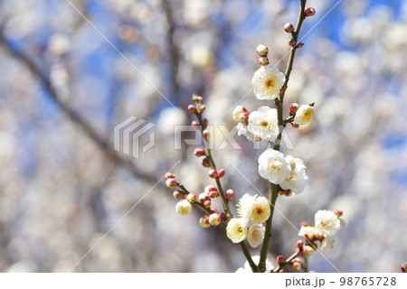青空と梅の花　白梅 98765728