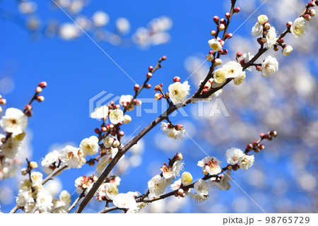 青空と梅の花　白梅 98765729