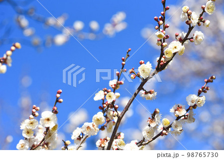 青空と梅の花　白梅 98765730