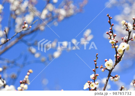 青空と梅の花　白梅 98765732