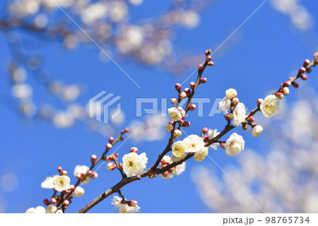 青空と梅の花　白梅 98765734