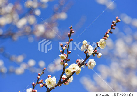 青空と梅の花　白梅 98765735