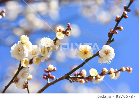 青空と梅の花 白梅 青空と梅の花 白梅 98765737