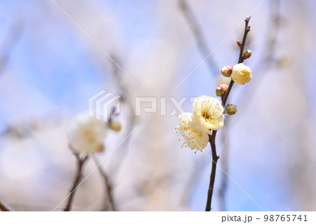 梅の花　白梅 98765741