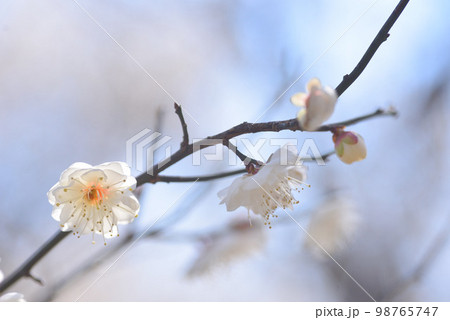 青空と梅の花 白梅 青空と梅の花 白梅 98765747