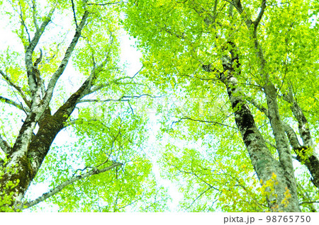 新緑　エコ 98765750
