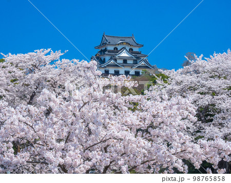 4月滋賀・彦根　彦根城天守閣と桜 98765858