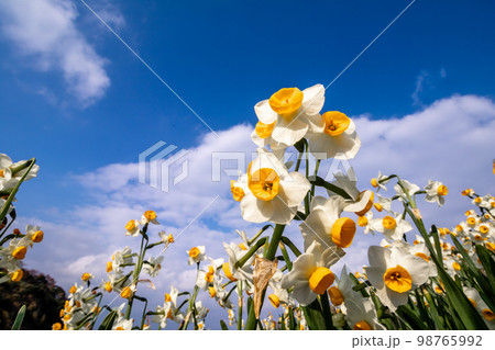 水仙の花 初春イメージ 水仙の花 初春イメージ 98765992