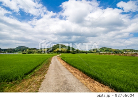 水田と田舎道 夏のイメージ 水田と田舎道 夏のイメージ 98766004