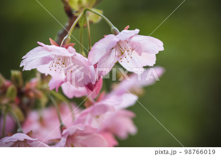 桜の花　春の花見イメージ 98766019