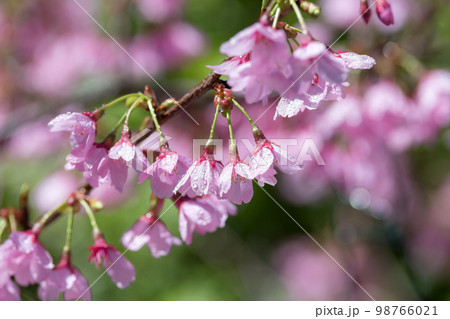 桜の花　春の花見イメージ 98766021