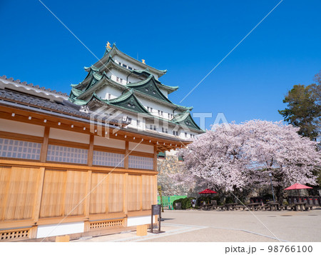 3月愛知・名古屋　名古屋城の天守閣・本丸御殿と桜 98766100