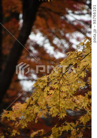 赤や黄色に染まる紅葉の景色 98766101