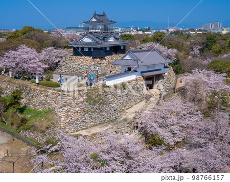 3月静岡・浜松　浜松城の天守閣と桜 98766157