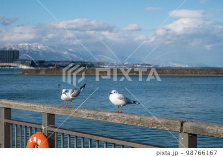 琵琶湖大津港のユリカモメ 琵琶湖大津港のユリカモメ 98766167