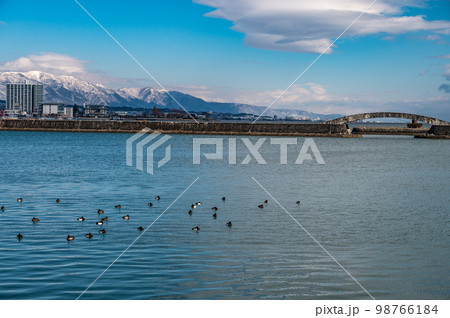 琵琶湖大津港に浮かぶカモ 98766184