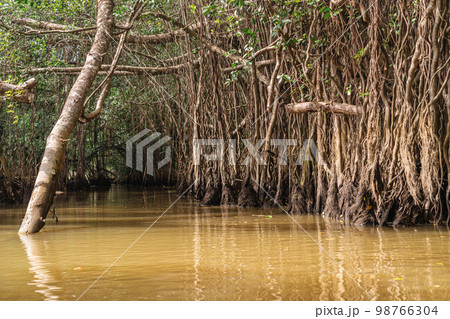 Banyan Tree and Mangrove forest in Sang Nae Canal Phang Nga, Thailand Banyan Tree and Mangrove forest in Sang Nae Canal Phang Nga, Thailand 98766304