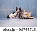 cute young handsome SHORT HAIR breed kitty white grey and black stripes home cat portraits relaxing in apartment selective focus blur background  98766713