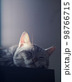 cute young handsome SHORT HAIR breed kitty white grey and black stripes home cat portraits relaxing in apartment selective focus blur background  98766715